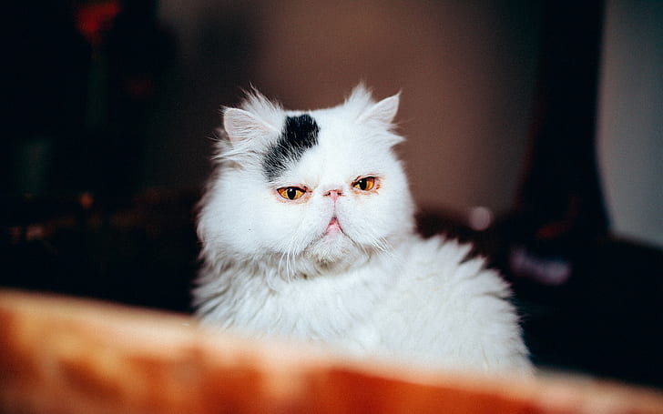 Котка, котешко лице, бяла и черна персийска котка, котка, котешко лице, HD тапет