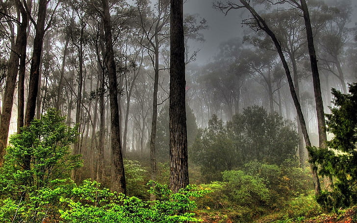 Dark Forest View ต้นไม้ใบไม้สีเขียวต้นไม้ป่าทิวทัศน์มืดธรรมชาติและภูมิทัศน์, วอลล์เปเปอร์ HD