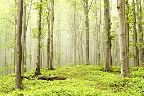 bosque, árboles, verde claro, naturaleza, niebla, brillante, verde, Fondo de pantalla HD HD wallpaper