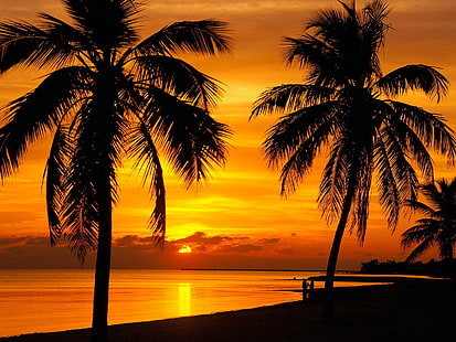 landscape, palm trees, sunset, silhouette, tropical, skyscape, HD wallpaper HD wallpaper