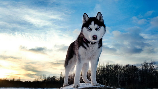 Siberian Husky, anjing, hewan, mata biru, cyan, sinar matahari, Wallpaper HD HD wallpaper
