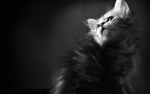 foto em tons de cinza de gato malhado, gato, animais, monocromático, HD papel de parede HD wallpaper