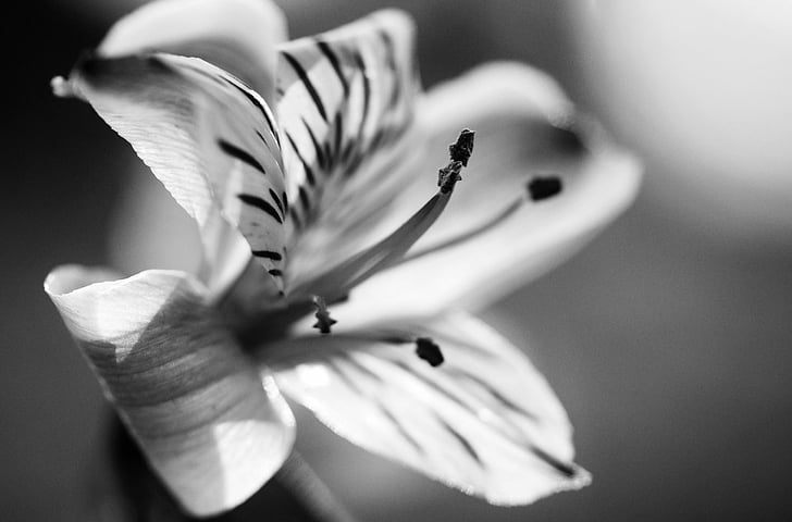 Flowers, Lily, Black & White, Flower, Macro, Nature, HD wallpaper ...