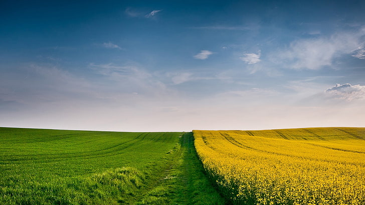 landscape, field, nature, sky, yellow flowers, grass, HD wallpaper