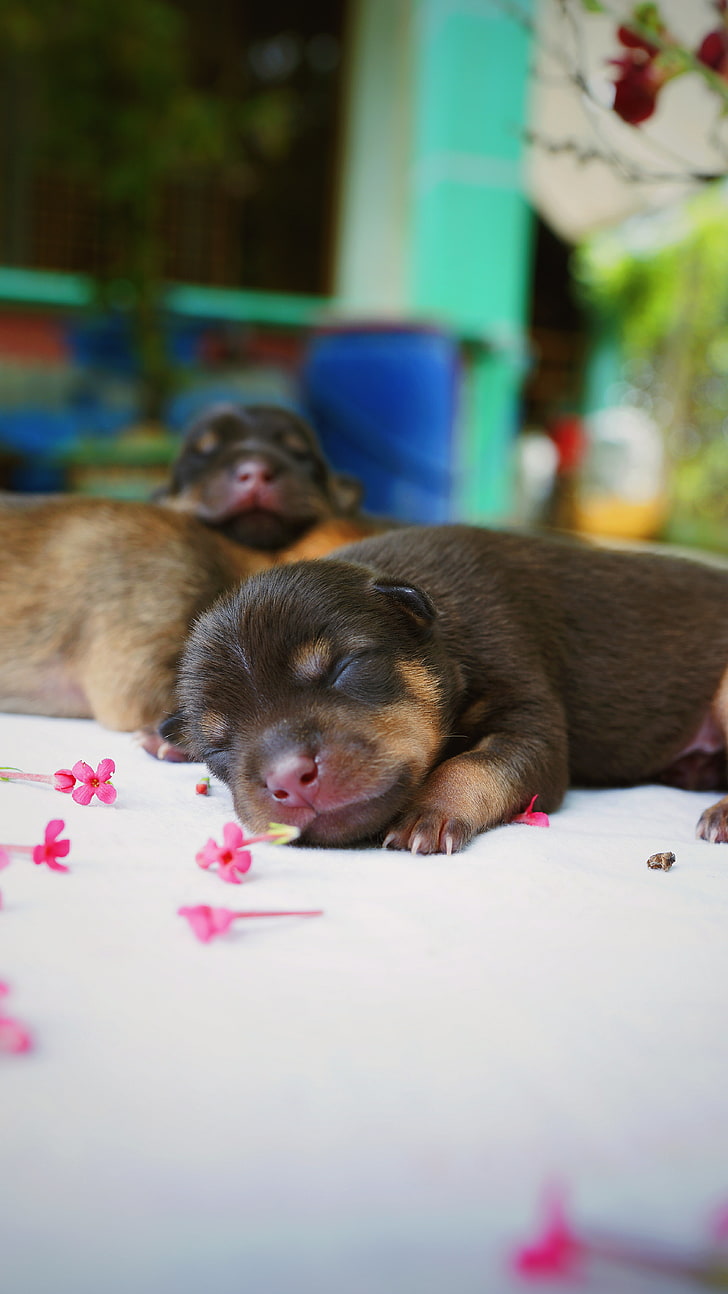 black and brown puppies, puppy, dog, sleeping, cute, HD wallpaper