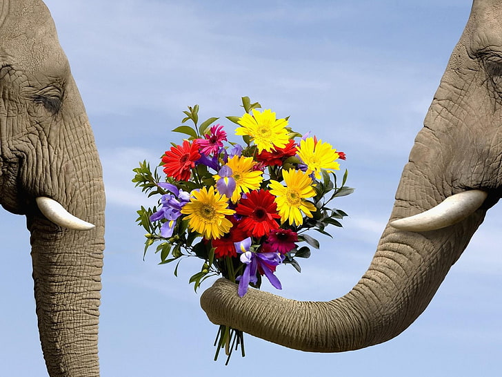 два коричневых слона, слон, животные, цветы, HD обои