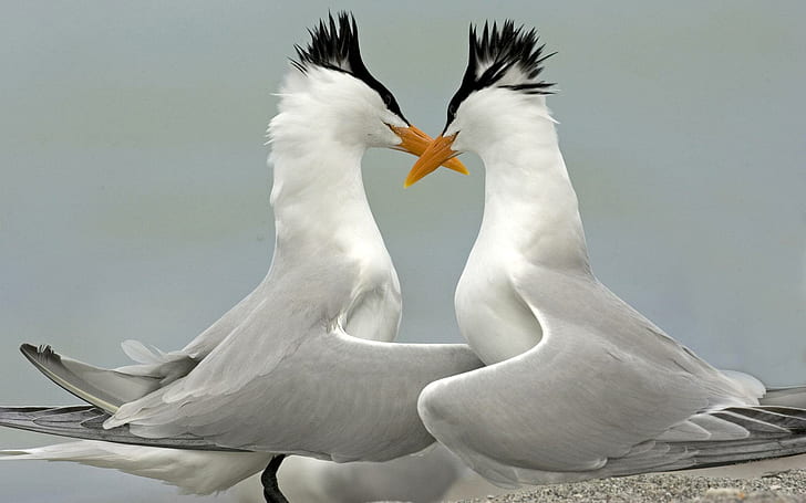 นกนางนวลแกลบสีเทาขาวและดำมีจงอยปากสีเหลืองสัตว์ 1920x1200 นกนกนางนวลแกลบ, วอลล์เปเปอร์ HD