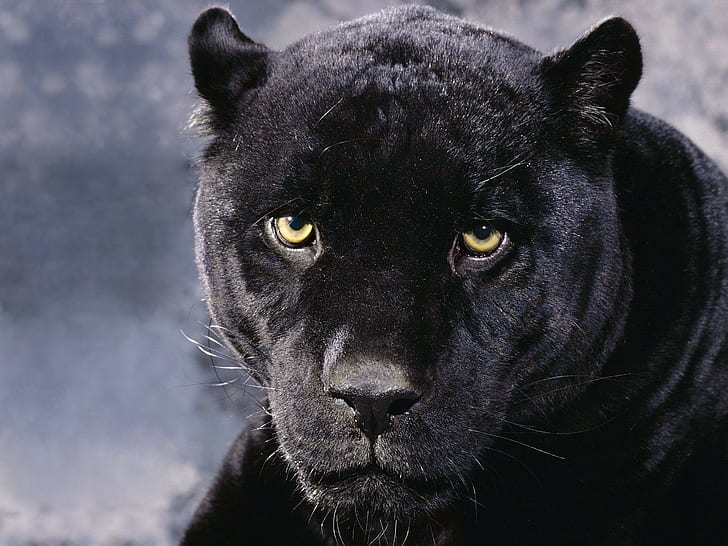 Panther, Muzzle, Eyes, Anger, HD wallpaper