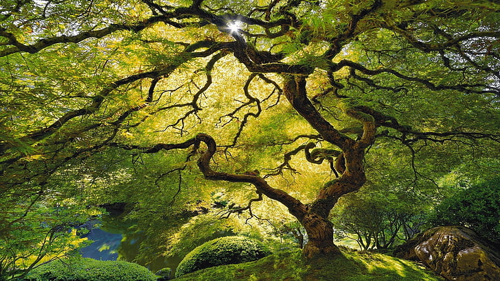 ภาพวาดต้นไม้สีน้ำตาลและสีเขียวการถ่ายภาพต้นไม้ธรรมชาติ, วอลล์เปเปอร์ HD