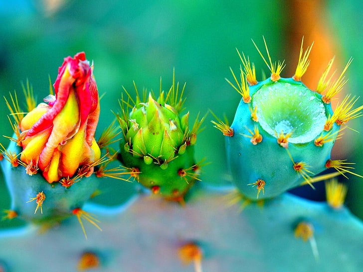 barbary fig cactus, cactus, flowers, thorns, HD wallpaper