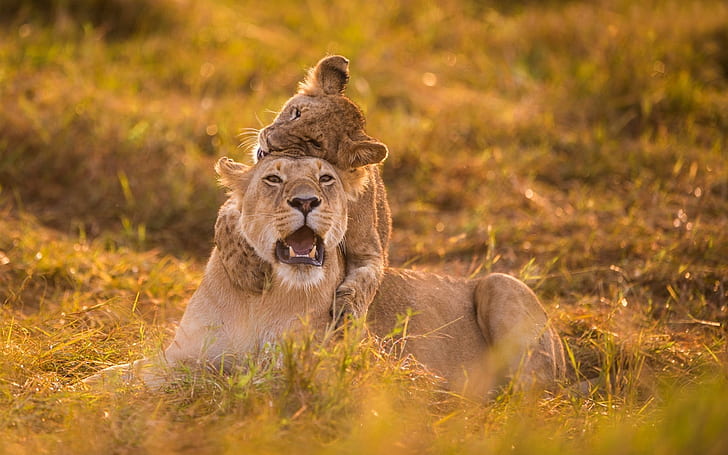 Lioness and cub play game, Lioness, Cub, Play, Game, HD wallpaper
