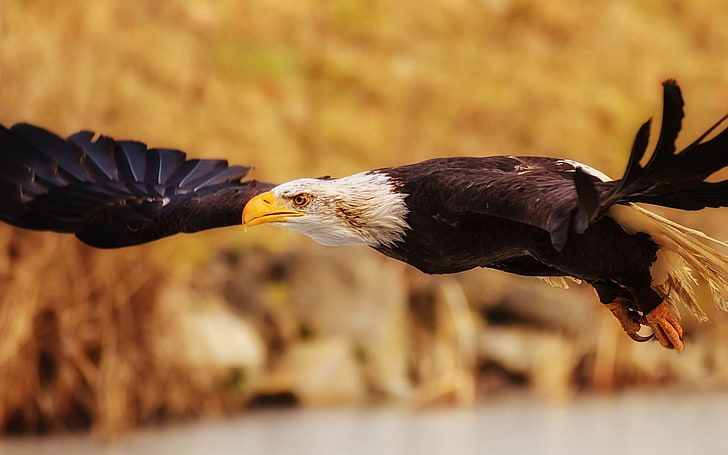 eagle fly flap wings-Animal Photo Wallpaper, black and white eagle, HD wallpaper