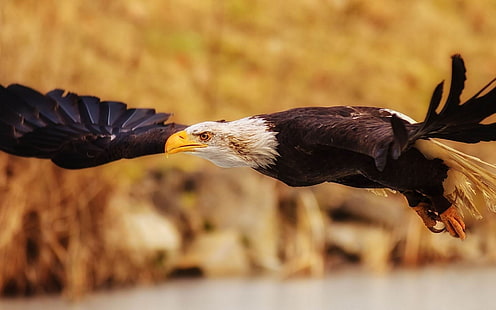 eagle fly flap wings-Animal Photo Wallpaper, black and white eagle, HD wallpaper HD wallpaper