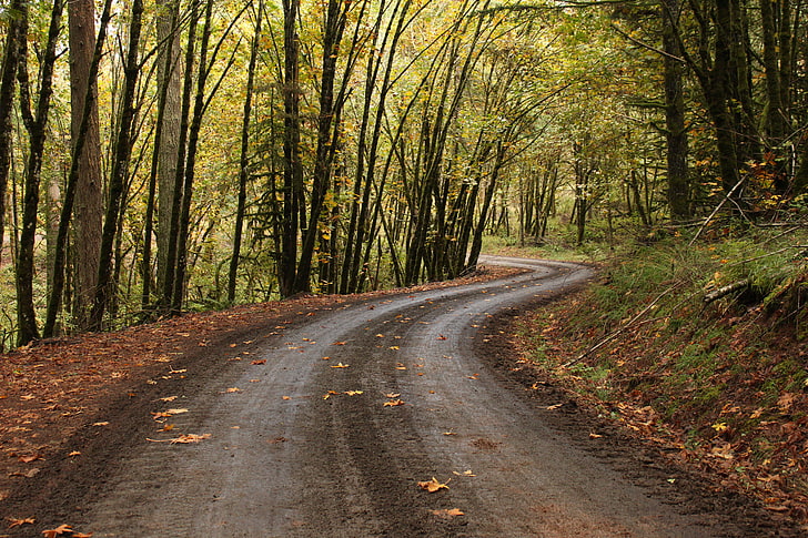 green trees, road, forest, fall, path, oak trees, Oregon, HD wallpaper