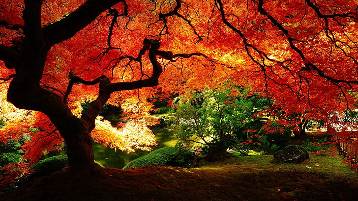 оранжеви листни дървета, природа, пейзаж, дървета, слънчева светлина, растения, HD тапет