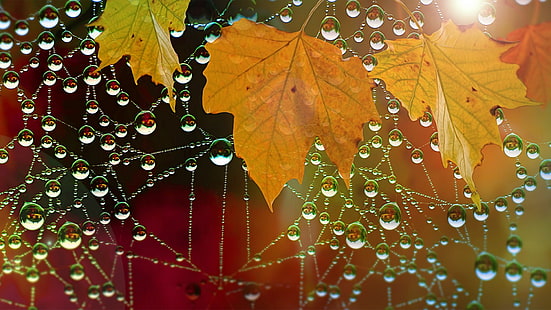 капли воды, листья, природа, макро, паутина, HD обои HD wallpaper
