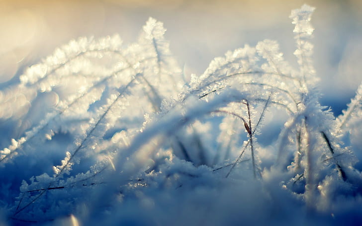 nature, plants, grass, ice, frost, HD wallpaper