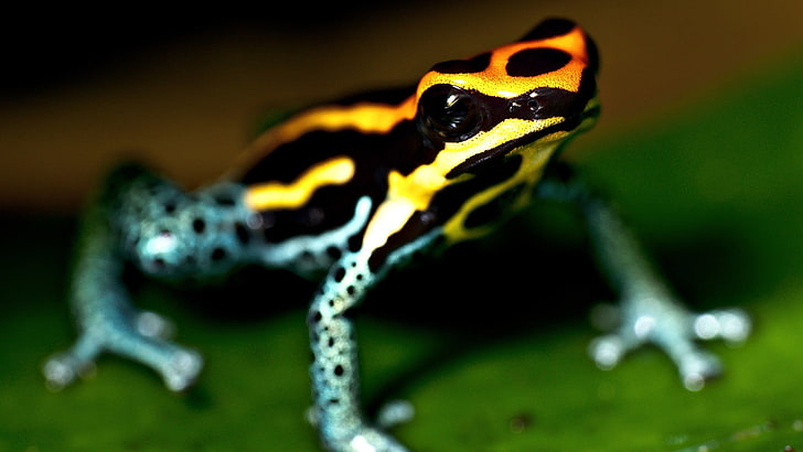 black and yellow frog, depth of field, frog, macro, amphibian, poison dart frogs, animals, HD wallpaper