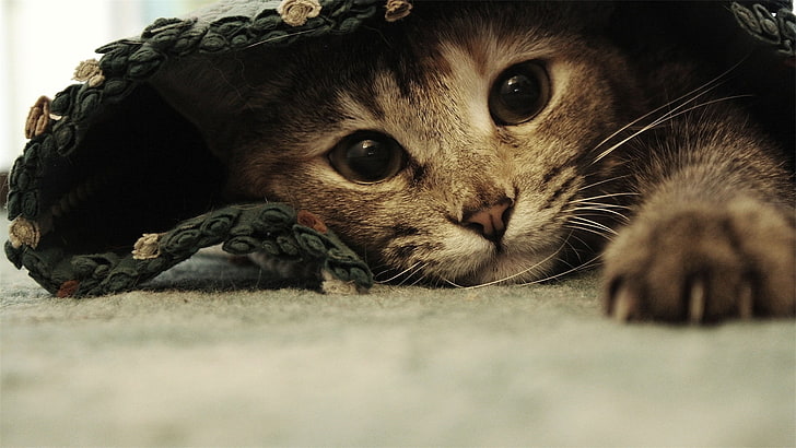 gatito gris corto, gato, animales, Ben Torode, alfombras, Fondo de pantalla HD