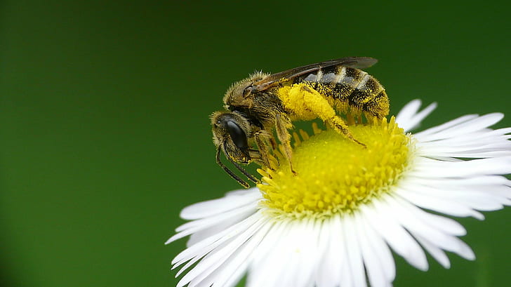 фотография с плитък фокус на пчелна пчела върху цвете маргаритка, плитък фокус, фотография, пчелна пчела, маргаритка, цвете, пчелен прашец, Halictidae, опрашител, пчела, насекомо, природа, цветен прашец, макро, опрашване, едър план, жълт, мед, животно, HD тапет