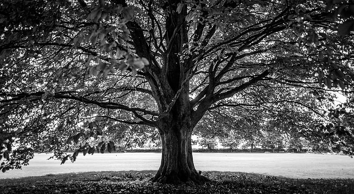 Under the Tree, Black and White, leafed tree, Black and White, Black, Trees, Wood, Field, Tree, Calm, Contrast, Photography, European, Outdoor, Outdoors, Europe, Peaceful, Tranquil, Outside, Monochrome, Countryside, Symmetrical, blackandwhite, fine art, HD wallpaper