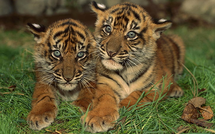 Dua Macan Muda, bayi harimau, harimau, Wallpaper HD