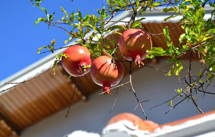 Pomegranate on branch, Pomegranate, branch, tree, roof, sky, HD wallpaper