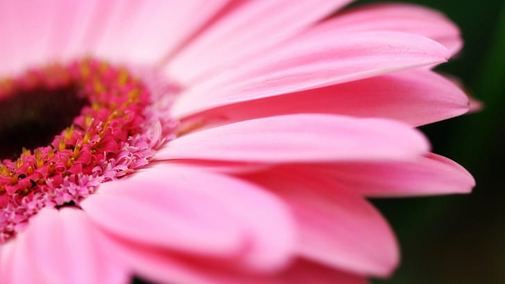 голяма розова маргаритка. jpg маргаритка венчелистчета актуализация Pink HD, природа, цвете, розово, маргаритка, венчелистчета актуализация, HD тапет