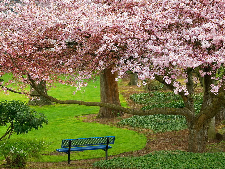 Cherry Tree Evergreen Park Washington HD, tree, world, travel, travel and world, park, cherry, washington, evergreen, HD wallpaper