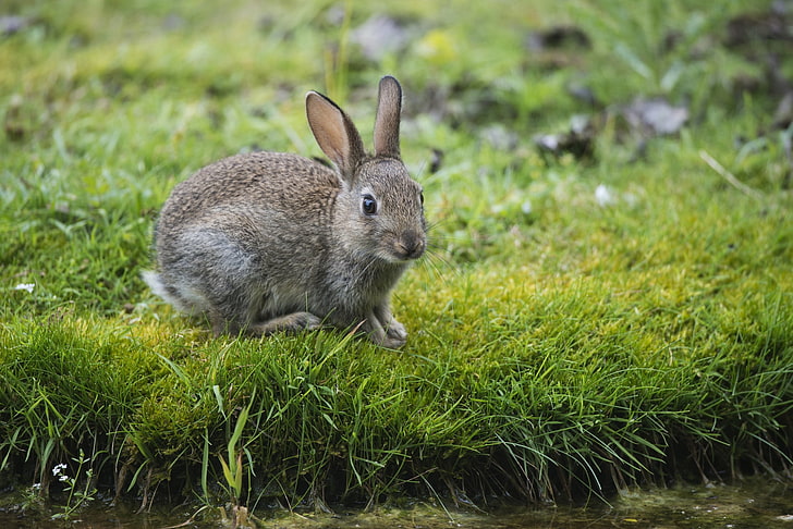 gray rabbit, hare, rabbit, grass, look, HD wallpaper