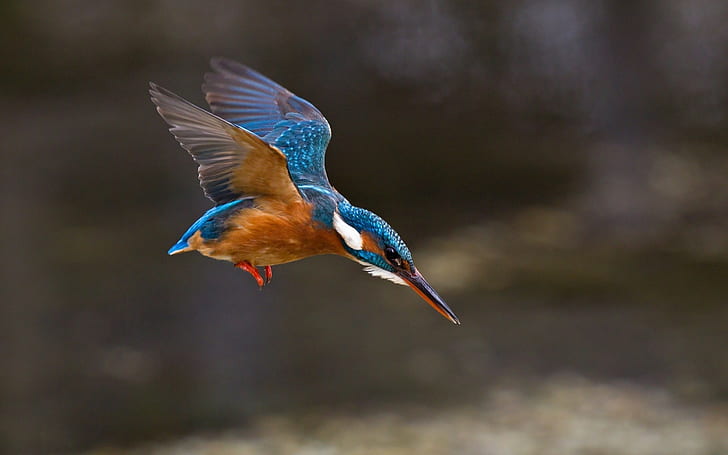 ธรรมชาติสัตว์นกนกกระเต็นปีก, วอลล์เปเปอร์ HD