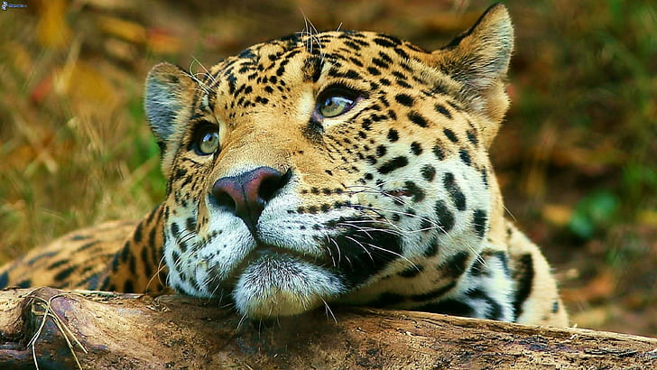 Jaguar Big Cute Wild Cat Desktop Hd Wallpaper For Mobile Phones Tablet and PC 3840 × 2160، خلفية HD
