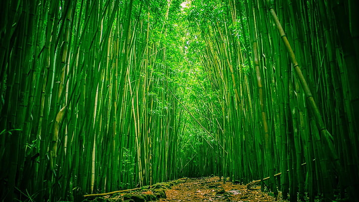 buluh, hijau, jalan, alam, Wallpaper HD