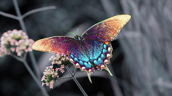 주황색, 파랑 및 자주색 나비, 나비, 곤충, 꽃, HD 배경 화면 HD wallpaper
