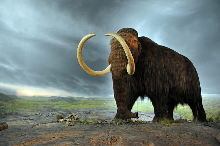 woolly mammoth 4k hd image for, HD wallpaper