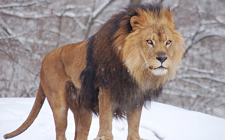 león marrón y negro, león, animales, naturaleza, nieve, Fondo de pantalla HD