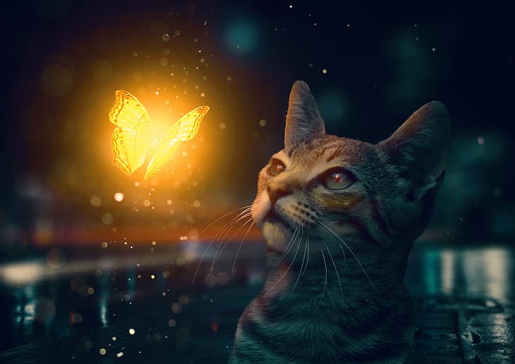 Cat, butterfly, muzzle, kitty, HD wallpaper | Wallpaperbetter