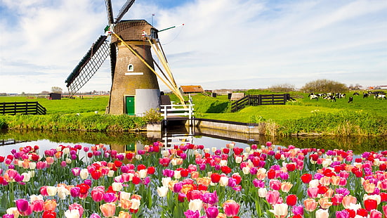 holanda, molino, primavera, tulipanes, HD-Hintergrundbild HD wallpaper