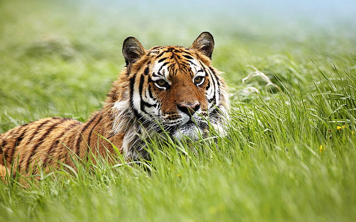 Невероятен сибирски тигър, невероятен, сибирски, тигър, тигри, HD тапет