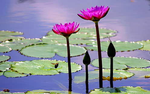 Pond, leaves, pink flowers, water lily, bee, purple and green water lily, Pond, Leaves, Pink, Flowers, Water, Lily, Bee, HD wallpaper HD wallpaper