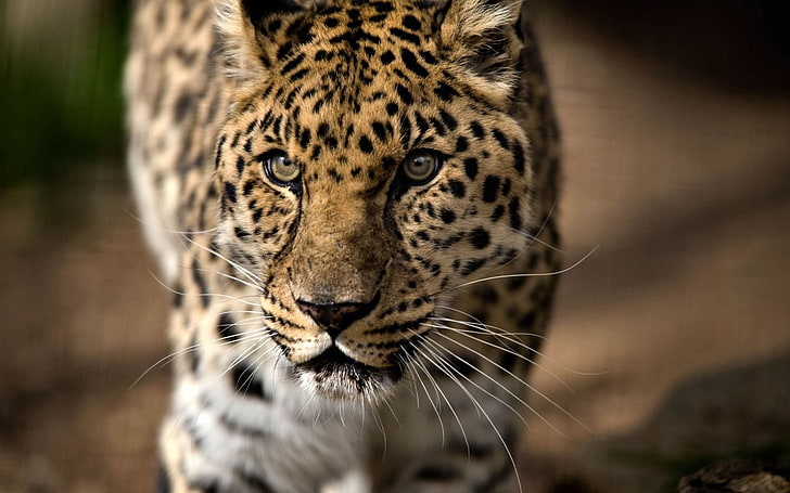 ใบหน้าของเสือดาวเสือดาวนักล่าการรุกรานดูแมวตัวใหญ่, วอลล์เปเปอร์ HD