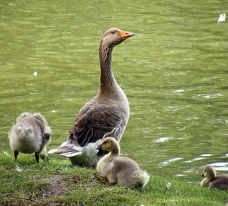 gray ducks on green grass field near body of water during daytime, bird, goose, animal, nature, duck, lake, outdoors, pond, wildlife, HD wallpaper