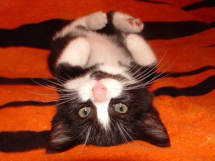 słodki kotek Kotek czarny kot leżący na plecach Pet Słodki pręgowany biały HD, zwierzęta, czarny, zwierzę, biały, kot, kotek, słodki, zwierzak, kotek, pręgowany, leżący na plecach, Tapety HD