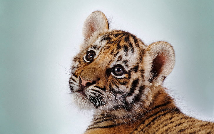 tiger cub, tiger, face, cub, baby, striped, HD wallpaper