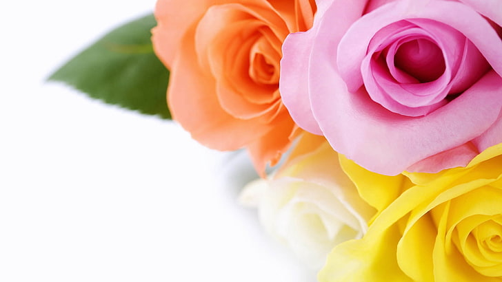 pink, yellow, and orange artificial rose flowers, roses, colorful, petals, HD wallpaper