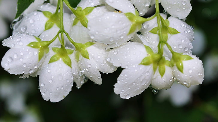 бели листни цветя със селективен фокус фотография, макро, цветя, капки вода, бели цветя, растения, HD тапет
