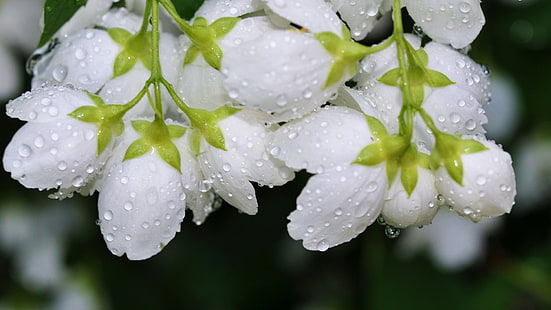 flores de pétalas brancas de fotografia de foco seletivo, macro, flores, gotas de água, flores brancas, plantas, HD papel de parede HD wallpaper