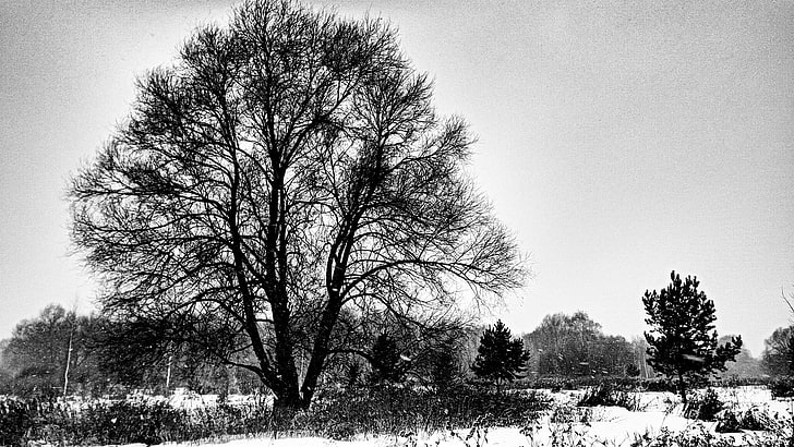 bare tree in grayscale photo, landscape, monochrome, snow, forest, snowstorm, trees, winter, HD wallpaper