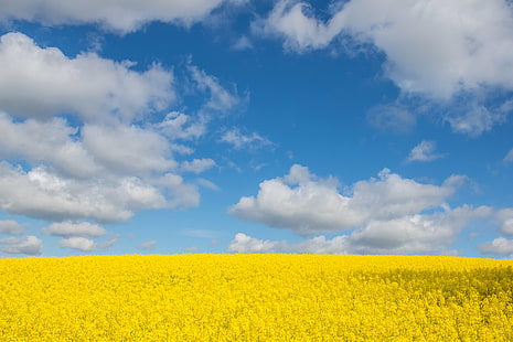 landscape photography of bed of yellow flowers under cumulus clouds, Yellow and blue, landscape photography, bed, flowers, cumulus clouds, Raps, canola, countryside, field, fält, himmel, landscape, landskap, moln, rape seed, sky, exif, model, canon eos, 760d, aperture, ƒ / 11, geo, country, camera, iso_speed, state, geo:location, lens, ef, s18, f/3.5, city, focal_length, mm, canon, nature, yellow, oilseed Rape, agriculture, blue, summer, rural Scene, cloud - Sky, outdoors, HD wallpaper HD wallpaper