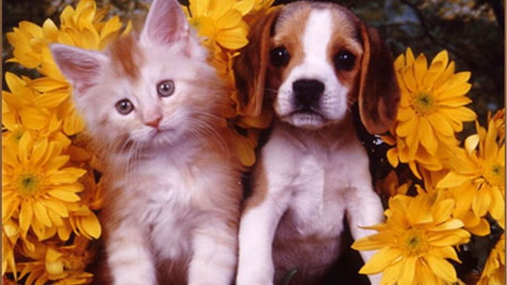 Животно, котка и куче, очарователно, котка, сладко, куче, цвете, коте, кученце, HD тапет